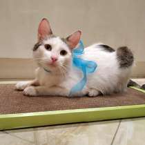 Мисюсь, кошечка из Вашего детства в добрые руки, в Москве