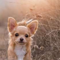 Чихуахуа-друг-лучший подарок к Новому году!, в Севастополе