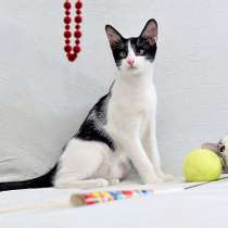 Благородный аристократ, котенок-подросток Джаз в добрые руки, в Москве