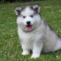 Щенки Помски Pomsky F1 и F2 (TOY и стандарт), в г.Кёльн