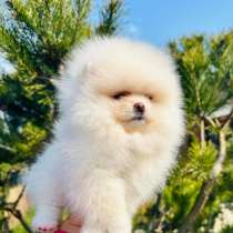 Мини девочка померанского шпица, в г.Валенсия