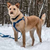 Вашему вниманию Мистер Булкин, в Москве