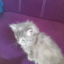 Отдам в хорошие руки котят, в Кургане
