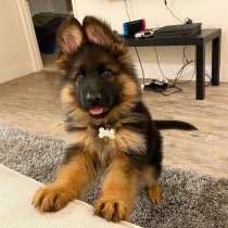 Кабель Андрюша. 4 месяца. Очень ласковый, в Москве