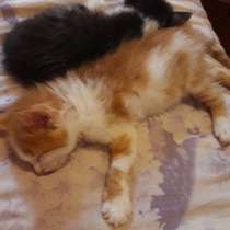 Котята, в Армавире