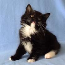 Кото-пес, в г.Анталия