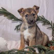 Три девчушки-красотушки! Чудесные крошки-щенки в добрые руки, в Москве