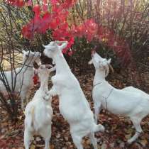 Продаются козлята зааненской и нубийской 50% породы, в Воронеже