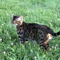 Бенгальский кот в разведение, в г.Бостон