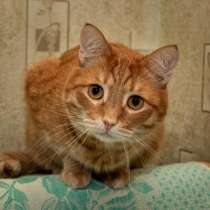 Подарю кота с приданым, в Самаре