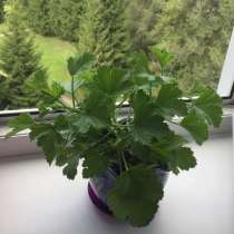 Королевская герань, в Кемерове