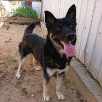 Необычная ласковая и умная собака, в Санкт-Петербурге