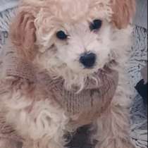 Продам щенка пуделя мини его папа рост,30см от пола, в г.Ужгород