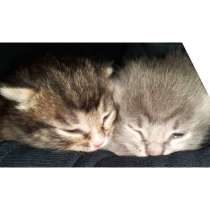 Котята, в Видном