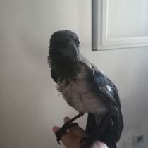 Отдам в добрые руки серую ворону(вороненка), в г.Кирьят-Ям