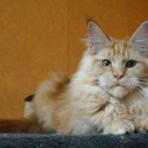 Мейн куны! Котята породы Мейн кун! Мэйн, в Москве