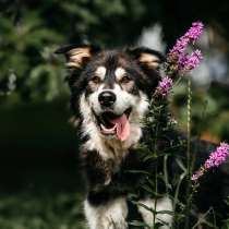 Метис маламута Берт в поисках лучшей семьи, в Москве