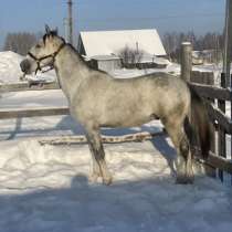 Лошадь, в Топках