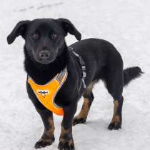 Сиротка Боня осталась без дома, в Москве