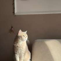 Отдам шотландского кота в добрые руки, в Сходне