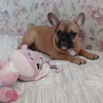 French bulldog. Girl, в г.Берлин