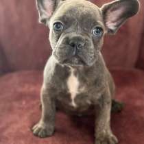 Французский бульдог мальчик 4 месяца, в г.Фамагуста