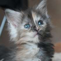 Мейн-Кун девочка Полидакт, в Москве