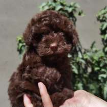 Мальтипу. Chocolate, в г.Landres