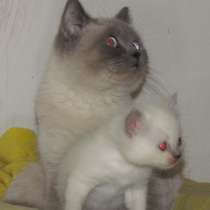 Бриташка блю-пойнтовая, в Крымске