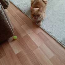 Отдам кота, в Костроме