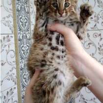 Бенгальские котята пара разнопометная, в Москве