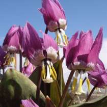 Кандык сибирский. Луковицы с доставкой по России, в Томске