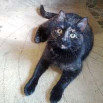 Ручная кошечка с завораживающими глазами, в Санкт-Петербурге