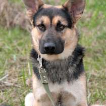 Замечательный молодой пес Джек, лучший друг и компаньон, в Москве