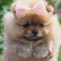 Bombini Pomeranian, в г.Милан