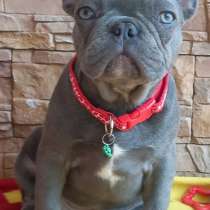 Французский бульдог. Lilac, в г.Берлин