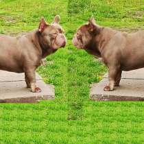 Собака. Мальчик французский бульдог нью шейд изабэлла тан, в г.Эребру