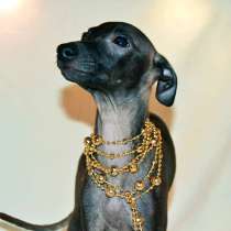 Итальянская малая борзая (левретка), в г.Минск