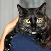 Инопланетянка Зара, домашняя черепаховая кошечка в дар, в Москве