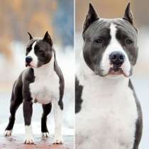 Маленькие комочки стаффорда, в г.Киев