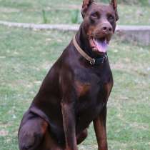 Доберман щенки, в г.Белград