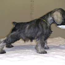 Щенки цвергшнауцера, в Сыктывкаре