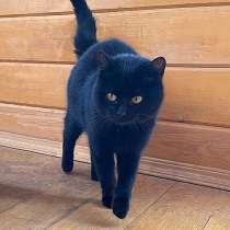 Забытый на даче котик Черныш в добрые руки, в Москве