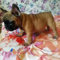 Продаются шикарные щенята французкие бульдоги, в Магнитогорске