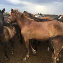 Продаются лошади, коровы с телятами, в г.Павлодар