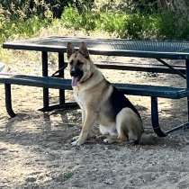 Немецкая овчарка самец 9 месяцев $900 с прививками, в г.Арвада