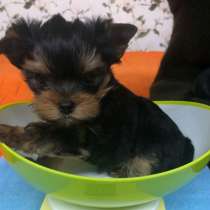 Yorkshire terrier. Mini girl and boy, в г.Bergen