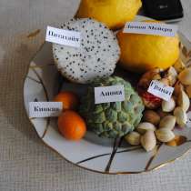 Экзотические и редкие семена и саженцы, в Пятигорске