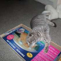 Новые когтеточки-лежанки для кошек в Дагестане., в Махачкале