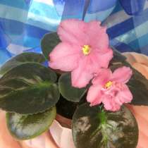 Фиалки, в Тольятти